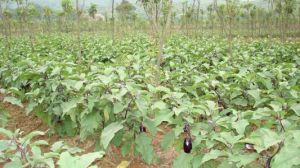 牛步墩村 牛步墩村