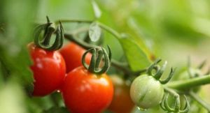 聖妙農莊 聖妙農莊