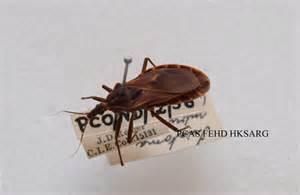 尖前口蟲 尖前口蟲