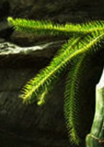 中華石杉 中華石杉