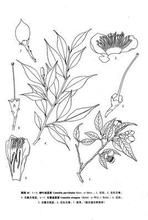 細葉連蕊茶 細葉連蕊茶