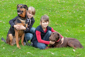 拉布拉多德國牧羊犬