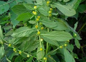 天名精屬 天名精屬