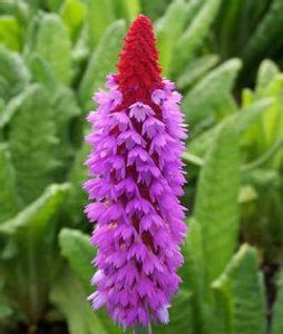 短筒穗花報春 短筒穗花報春