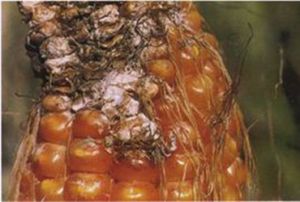 玉米粉紅聚端孢穗腐病 玉米粉紅聚端孢穗腐病