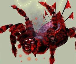 鬼面狼蛛 鬼面狼蛛