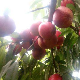 立夏紅油桃 立夏紅油桃