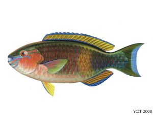 新月鸚哥魚 新月鸚哥魚