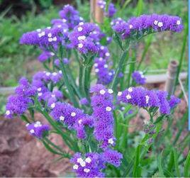 波狀補血草 波狀補血草