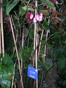 （圖）竹節海棠