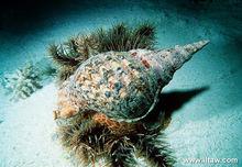 棘冠海星被大法螺獵食