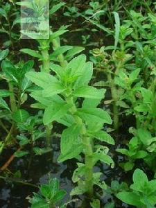 中華石龍尾[植物]