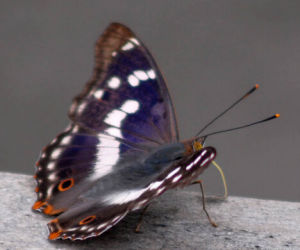 帝王紫蛺蝶 帝王紫蛺蝶