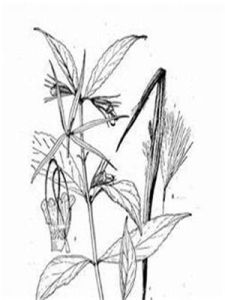 束花芒毛苣苔 束花芒毛苣苔