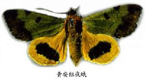青安紐夜蛾