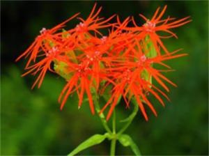 絲瓣剪秋羅 絲瓣剪秋羅