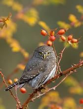 海角鵂鶹 海角鵂鶹