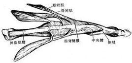 指背腱膜 指背腱膜