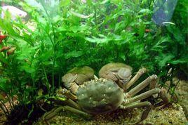 蓮花島大閘蟹 蓮花島大閘蟹