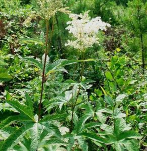 光尾稃草 光尾稃草