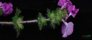 馬鞭草葉馬先蒿 馬鞭草葉馬先蒿