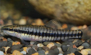 側紋雲南鰍 側紋雲南鰍