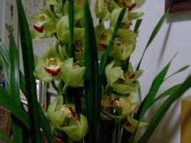 蘭花養殖 蘭花養殖