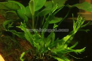 鹿角鐵黃冠 鹿角鐵黃冠