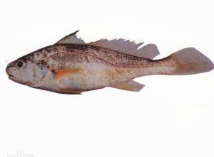 勃氏叫姑魚 勃氏叫姑魚