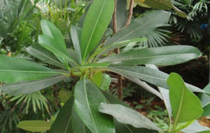 玫瑰樹屬 玫瑰樹屬