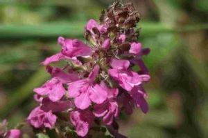 五台埃氏馬先蒿