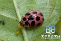 十四星裸瓢蟲 十四星裸瓢蟲