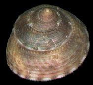 車輪鐘螺 車輪鐘螺