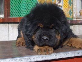 鐵包金藏獒 鐵包金藏獒