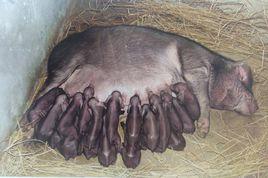 焦溪二花臉豬 焦溪二花臉豬