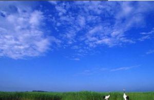 黑龍江扎龍國家級自然保護區 黑龍江扎龍國家級自然保護區