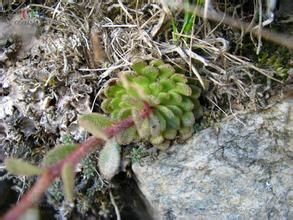 景天虎耳草 景天虎耳草