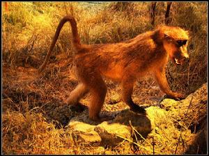 肯尼斯&middot;貝林展廳