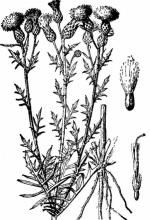 多頭麻花頭 多頭麻花頭