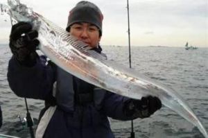 長剃刀帶魚 長剃刀帶魚