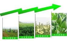 無名葵的生長過程