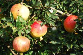 大田石榴 大田石榴