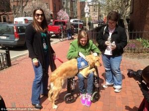 金毛犬安撫波士頓街頭的行人