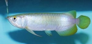 骨舌魚目 骨舌魚目