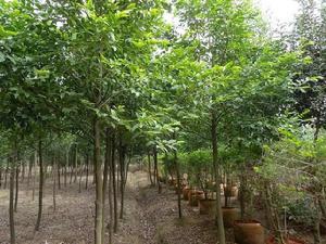 肋果茶科 肋果茶科