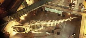 （圖）國立自然歷史博物館內的巨大鯨魚骨架