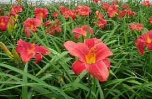 紅寶石萱草 紅寶石萱草