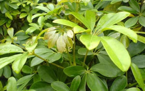 紅花鵝掌柴 紅花鵝掌柴