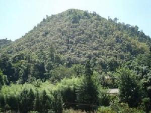 坪上一自然村-生態林