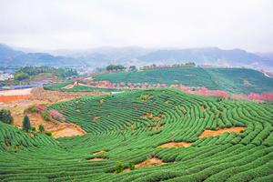 漳平市永福櫻花園 漳平市永福櫻花園